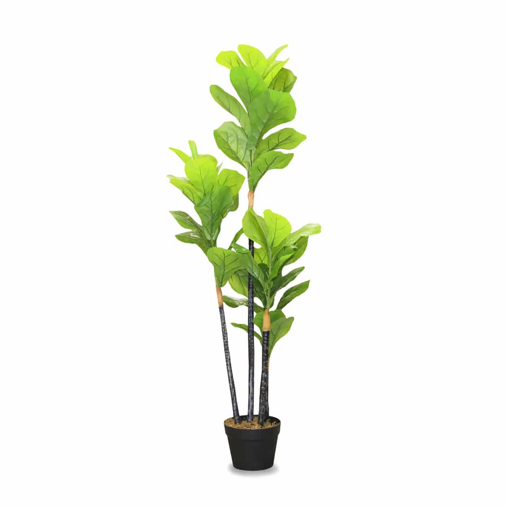 Plant